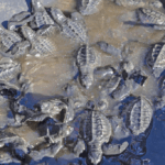 Nicolás Maduro rechazó cargos y dijo ser “un hombre decente” ante juez estadounidense