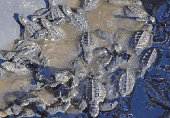 Claro El Salvador impulsa la conservación con liberación de tortugas Golfina