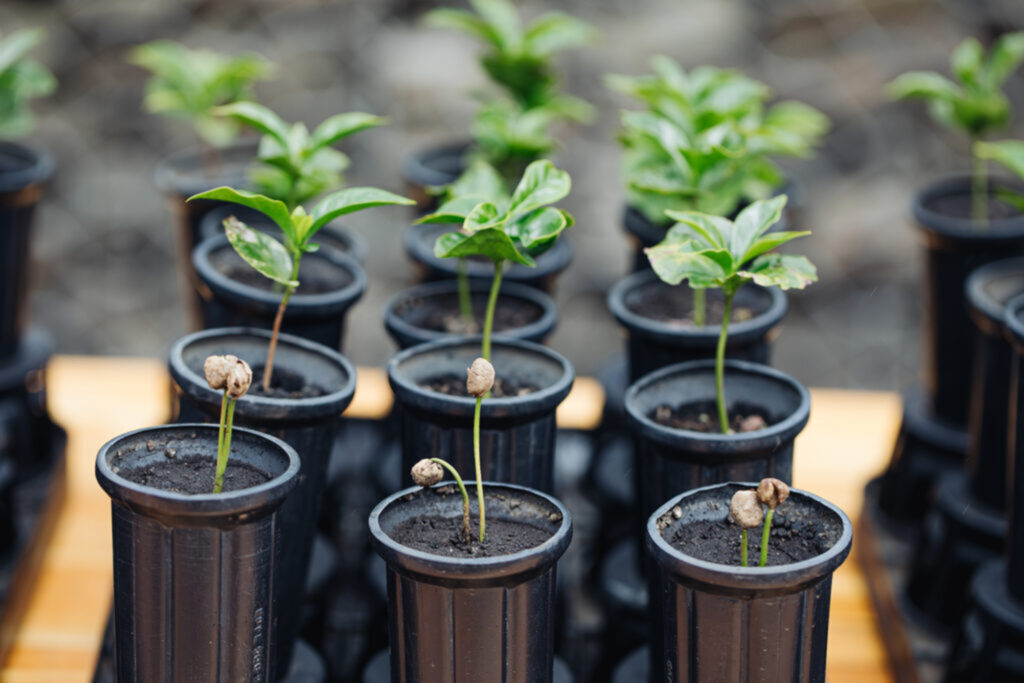 100M Trees - Young Coffee Trees