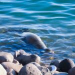 León marino llega a la costa y es protegido por autoridades