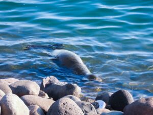 León marino llega a la costa y es protegido por autoridades