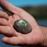 El Salvador inicia monitoreo de almejas en peligro de extinción