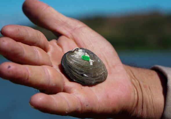 El Salvador inicia monitoreo de almejas en peligro de extinción