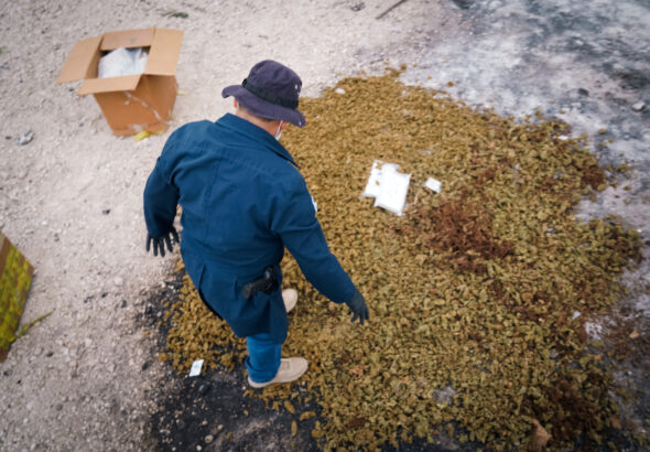 Golpe al narcotráfico: destruyen droga incautada