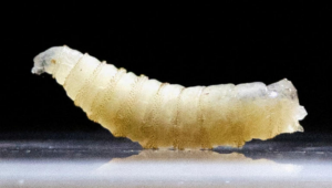 Reportan en Honduras primera muerte por miasis en 2026