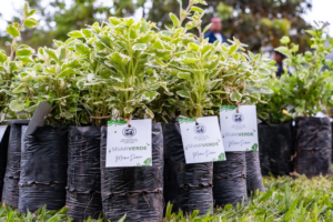 Alcaldía de San Salvador Centro entrega 10 mil plantas por el Día de la Tierra