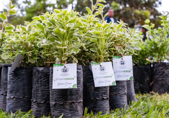Alcaldía de San Salvador Centro entrega 10 mil plantas por el Día de la Tierra