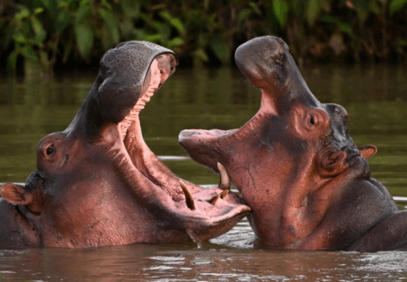 Empresario indio propone reubicar hipopótamos colombianos