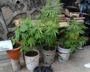 Detienen a sujeto por siembra ilícita en San Salvador Este