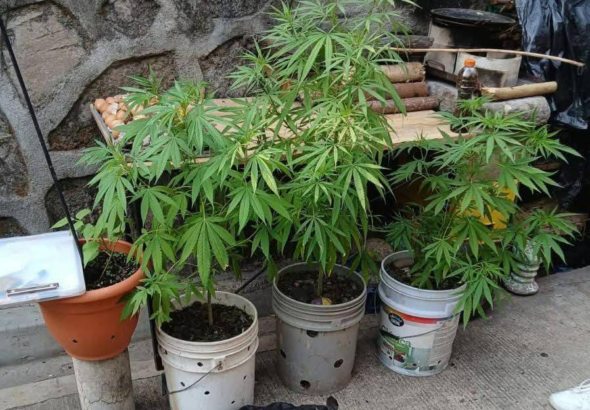 Detienen a sujeto por siembra ilícita en San Salvador Este