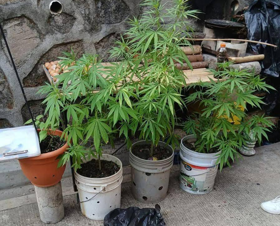 Detienen a sujeto por siembra ilícita en San Salvador Este