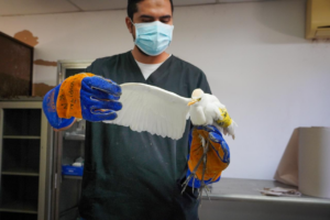 MARN atiende y protege a garza silvestre en proceso de rehabilitación