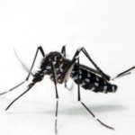 Aumentan a ocho los casos de chikungunya en Córdoba, Argentina