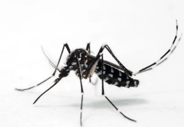 Aumentan a ocho los casos de chikungunya en Córdoba, Argentina