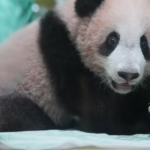 El primer panda gigante nacido en Indonesia ya es la nueva estrella del zoológico Taman Safari