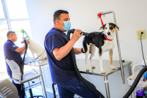 Chivo Pets mantiene crecimiento y proyecta superar el millón de atenciones este año
