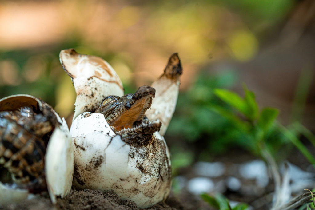 Programas de conservación fortalecen protección del cocodrilo americano en El Salvador