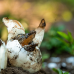 Programas de conservación fortalecen protección del cocodrilo americano en El Salvador
