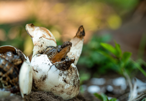 Programas de conservación fortalecen protección del cocodrilo americano en El Salvador