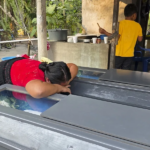 Programas de conservación fortalecen protección del cocodrilo americano en El Salvador