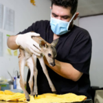 Autoridades llaman a proteger la fauna silvestre tras rescate de venado