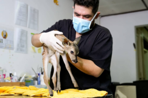 Autoridades llaman a proteger la fauna silvestre tras rescate de venado