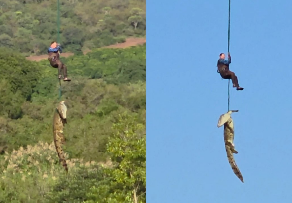 Investigan hallazgo de restos humanos dentro de un cocodrilo en río de Sudáfrica