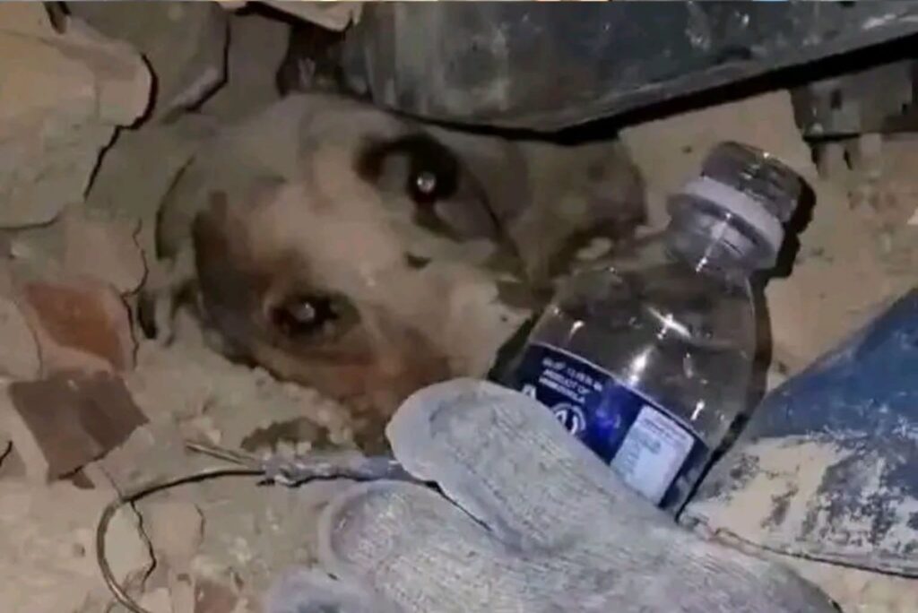 Perrito rescatado de edificio colapsado se convierte en símbolo de esperanza en Venezuela