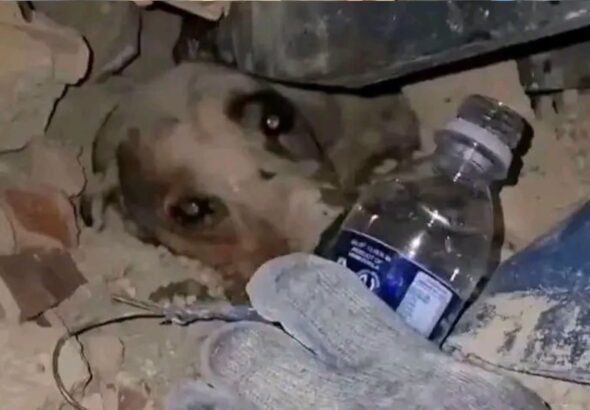 Perrito rescatado de edificio colapsado se convierte en símbolo de esperanza en Venezuela