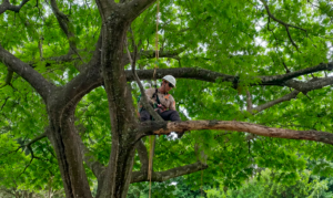 AES El Salvador realiza la primera jornada de “Arboricultura en Acción”