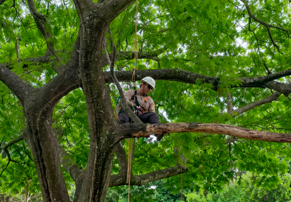 AES El Salvador realiza la primera jornada de “Arboricultura en Acción”