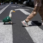 Pato «Merlín» conquista a los aficionados y se suma a la fiesta mundialista