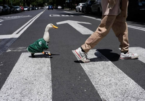 Pato «Merlín» conquista a los aficionados y se suma a la fiesta mundialista