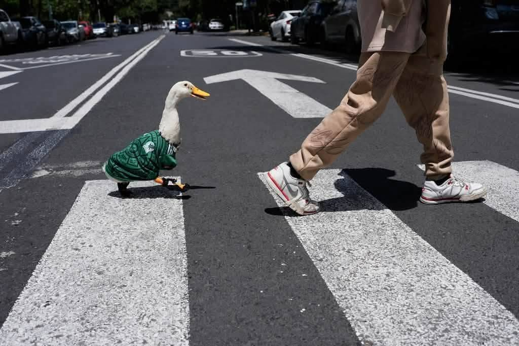 Pato «Merlín» conquista a los aficionados y se suma a la fiesta mundialista