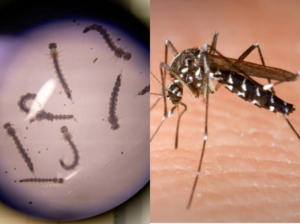 Autoridades reiteran llamado a eliminar criaderos para prevenir el dengue