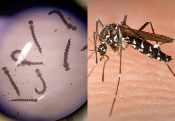 Autoridades reiteran llamado a eliminar criaderos para prevenir el dengue