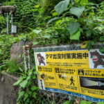 Crecen los ataques de osos en Japón y autoridades refuerzan vigilancia en zonas montañosas