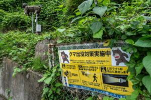 Crecen los ataques de osos en Japón y autoridades refuerzan vigilancia en zonas montañosas