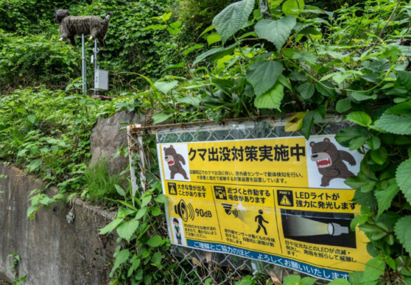Crecen los ataques de osos en Japón y autoridades refuerzan vigilancia en zonas montañosas