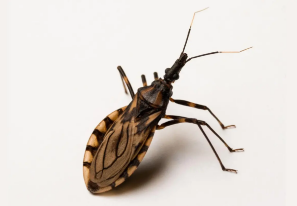 El Salvador y Japón fortalecen investigación científica para combatir la enfermedad de Chagas