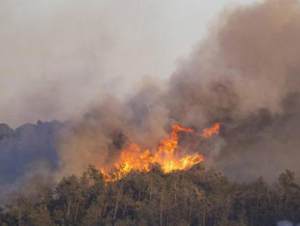 Evacuaciones y decenas de afectados deja incendio forestal en Andalucía