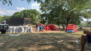 Crearán banco de forraje para fortalecer alimentación del ganado en la zona oriental
