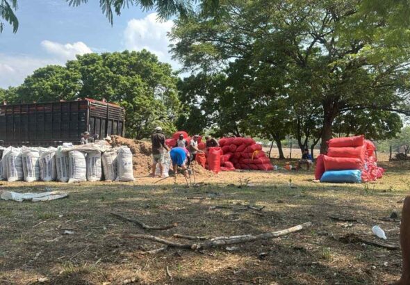 Crearán banco de forraje para fortalecer alimentación del ganado en la zona oriental