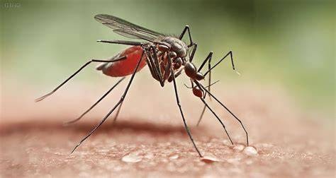 Estas son las medidas para prevenir el dengue ante el aumento de casos
