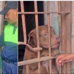 De estar bajo investigación a posible perro policía en Honduras