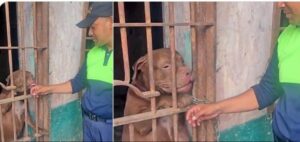 De estar bajo investigación a posible perro policía en Honduras