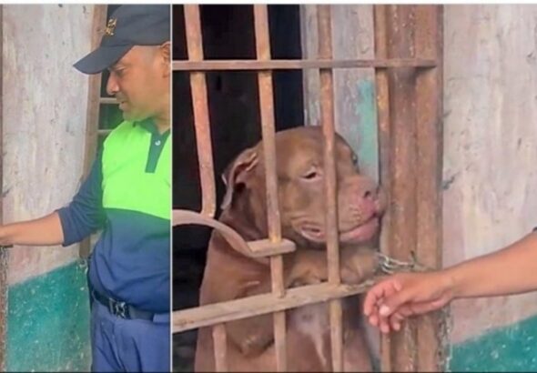 De estar bajo investigación a posible perro policía en Honduras
