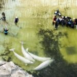 Investigan muerte de cetáceos trasladados tras cierre de Marineland
