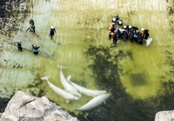Investigan muerte de cetáceos trasladados tras cierre de Marineland