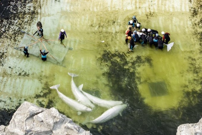 Investigan muerte de cetáceos trasladados tras cierre de Marineland